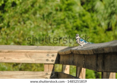Blue jay, up close, on a lake deck in the morning light.