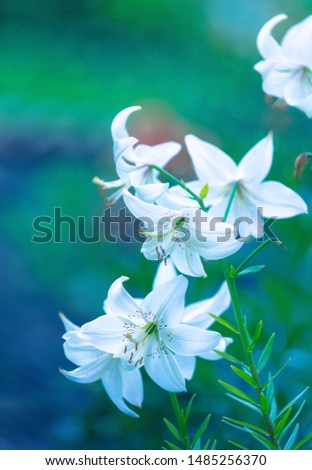 A bush of white true lilies on a beautiful deep blue background
