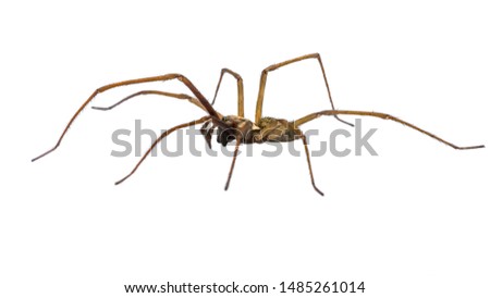 Giant house spider (Eratigena atrica) side view of arachnid with long hairy legs isolated on white background Royalty-Free Stock Photo #1485261014