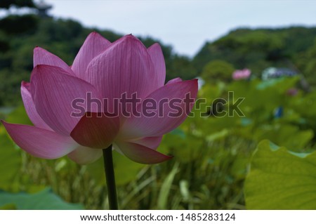 gorgeous blossoming lotus flower. This flower, pictured in Japan, is breathtaking