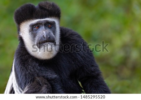 Black and white Colobus Monkey in Kenya, Africa
