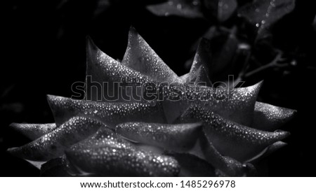 Drops of morning dew on rose petals. Monochrome. Close-up.