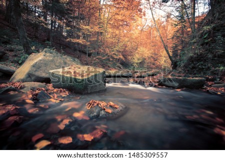 picturesque  morning landscape, river in gold sunshine in autumn beech forest, breathtaking  colorful sunrise picture ,leaves near water stream, Carpathian mountains, Ukraine, wallpaper Europe image