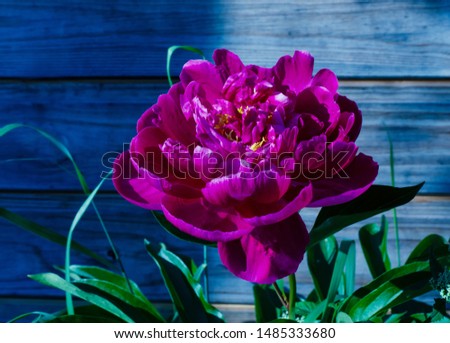 Bright crimson peony. Photo at night. A brightly lit peony grows. Growing flower.