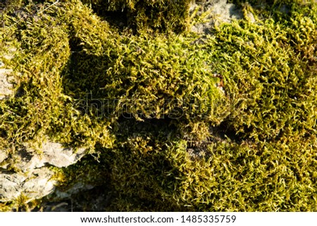 Stones overgrown with greenish moss. Beautiful natural texture.