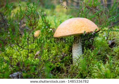 Tasty edible beautiful mushroom boletus edulis, penny bun, cep, porcino or porcini in a beautiful natural landscape among moss and little flowers, close up
