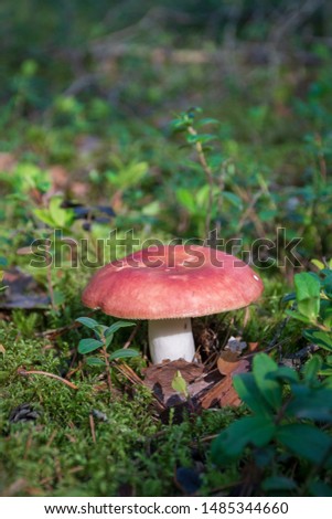 Edible small mushroom Russula with red russet cap in moss autumn forest background. Fungus in the natural environment. Big mushroom macro close up. Inspirational natural summer or fall landscape