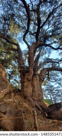 this picture was taken in the Cedars of God, Lebanon. It's a picture of a very old cedar tree. 