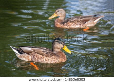 Wild migratory duck swims in the water, City park, pond, river or lake, close-up
