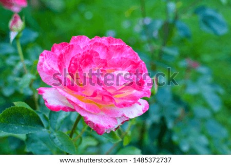 Pink rose opened its petals