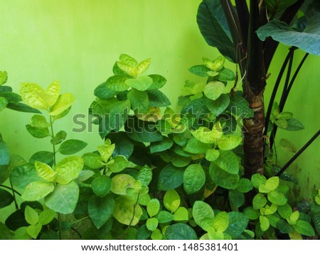 Beautiful tropical garden for wallpaper background