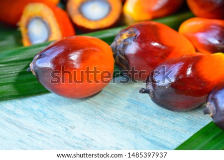 Close up of fresh palm oil fruits, selective focus. 