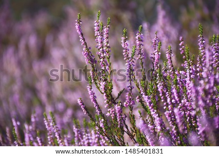 Blooming wild purple common heather (Calluna vulgaris). Nature, floral, flowers background. Royalty-Free Stock Photo #1485401831