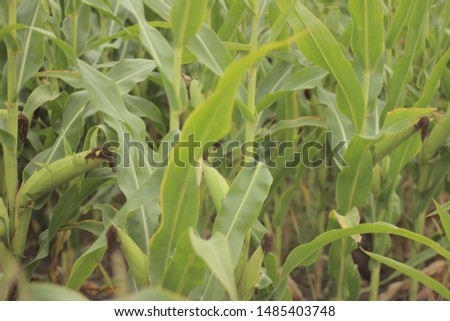  corn on the cob. Closeup corn on the stalk in the corn field. A selective focus picture of corn in organic field.