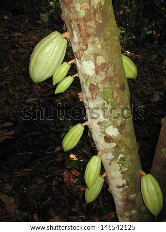 Theobroma cacao also cacao tree and cocoa tree with fruits 