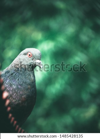 Shocking pigeon on the roof of the old house, the beautiful gray wild pigeon on the roof and looking towards the bottom, behind it nature is beautiful, a beautiful dove for peace