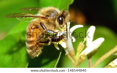 Honey Bee Royalty-Free Stock Photo #148544840