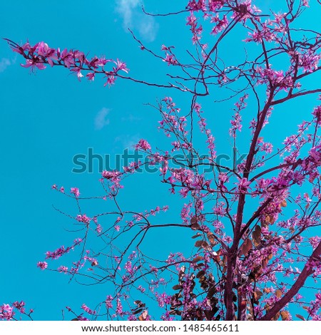 Gentle flowering tree in the blue sky