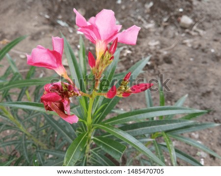 Beautiful pink flower in outside image