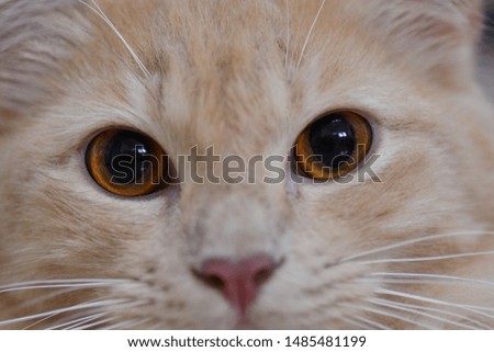 close up to eye of cat ,select focus