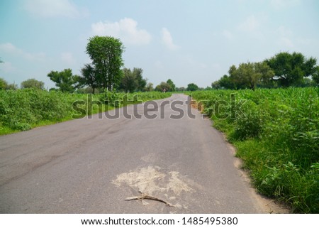 beautiful village road with green trees