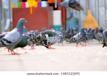 A selective focus picture of pigeon scratching and cleaning the fur.