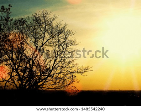 TREE SILHOUETTE WHEN SUN GOES DOWN
