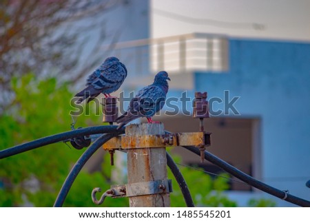 A picture of two beautiful pigeon at early morning at 7.00am 