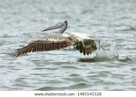 Pelican taking off from water
