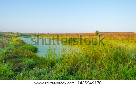 Reed along the edge of a foggy lake below a blue sky at sunrise in summer