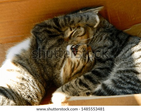 Two kittens fighting in a box