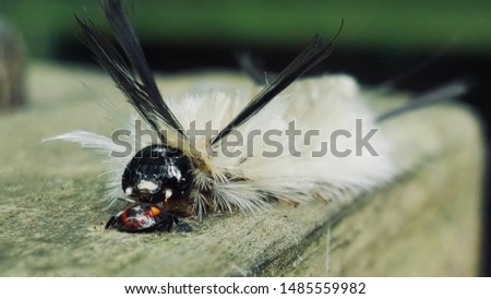 White woolly caterpillar about to eat another insect