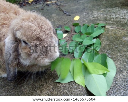 Cute brown rabbit is eating leaves in the garden home. It is a Holland lops rabbit breed. Its lopped ears are distinctive features. Chiang Mai, Thailand.

