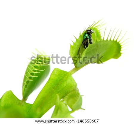 Carnivorous plant.  Flytrap ( Dionaea muscipula )