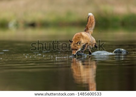 cute red fox crossing water and trying to catch a fish
