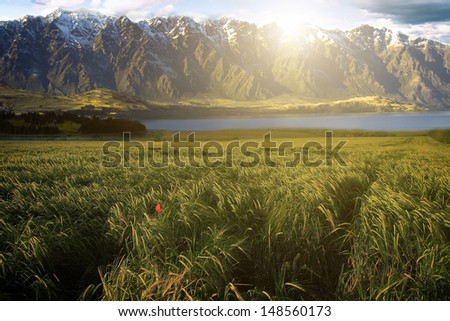 Wheat field with background mountains