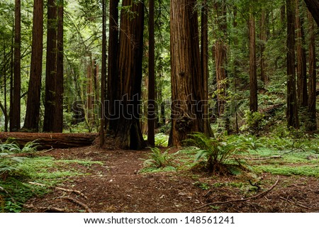 Path through coastal redwood trees in Muir Woods National Monument part of Golden Gate International Biosphere Reserve Royalty-Free Stock Photo #148561241