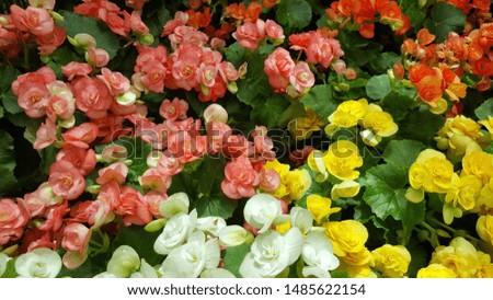 Colorful flowers is pink yellow red white for background