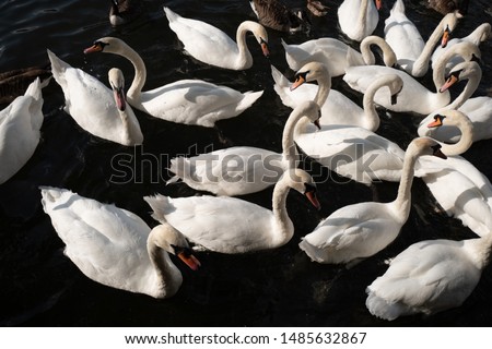 Feeding swans on the river
