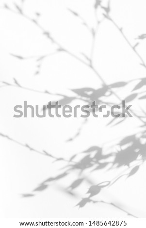 Gray shadow of the willow tree leaves on a white wall. Abstract neutral nature concept blurred background. Space for text.