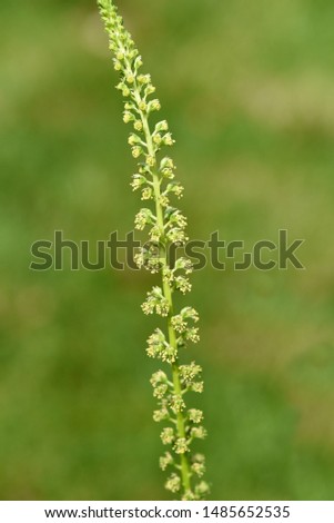 Yellow wattle, Reseda luteola is a wild plant that is also among the Faerber and medicinal plants.