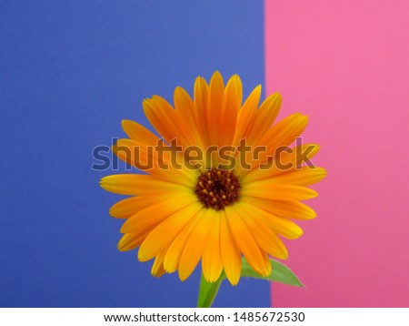 Pot marigold Flower, Calendula officinalis, isolated on a blue and pink background                                                                                                                      