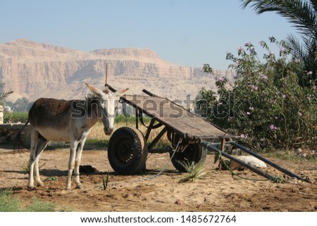 A Donkey Cart ready for Carrying