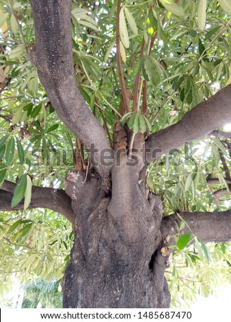 Big small branches, on a green leaf background,tree