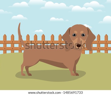 cute dashhund dog pet in the camp