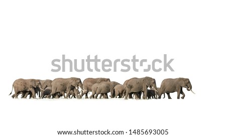 Isolated on white background, huge herd of african elephants walking in savanna. Kenya wildlife, Amboseli.