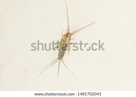 Insect feeding on paper - silverfish, thermobia. Pest books and newspapers.