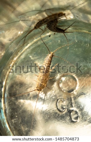 Insect feeding on paper - silverfish. Pest books and newspapers. Silverfish in glass beaker