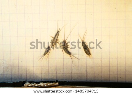 Insect feeding on paper - silverfish. Pest books and newspapers. silverfish of several pieces near the open book.
