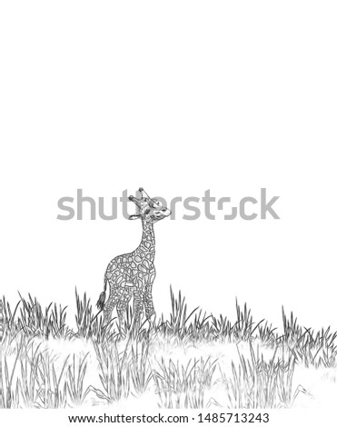 Safari - giraffes on the meadow coloring page - illustration for children